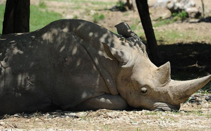 В Африке браконьеры убили более 2,7 тыс. носорогов
