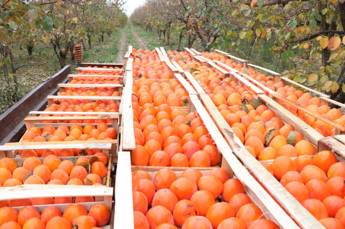 Большая часть из более чем 32 тысяч тонн урожая, собранного в хурмовых садах Шамкира, экспортирована в Россию