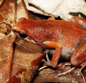 Scientists from Hong Kong discover a new species of frogs on Hainan