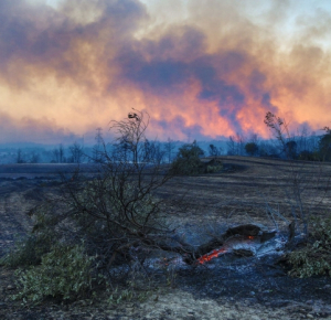 Four killed as wildfires sweep Turkey, villages evacuated