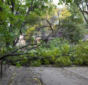 11 people injured due to wind in Baku