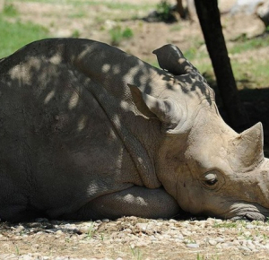 В Африке браконьеры убили более 2,7 тыс. носорогов

