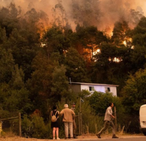 В Чили 22 человека стали жертвами лесных пожаров
