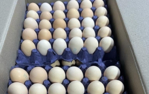 Азербайджан экспортировал в Россию 36 тонн пищевых яиц